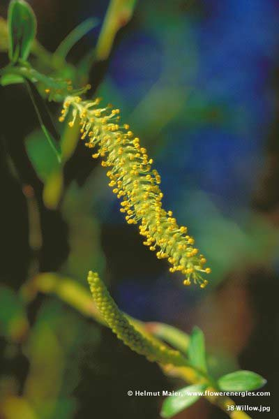 Gelbe Blüten von Willow - Gelbe Weide
