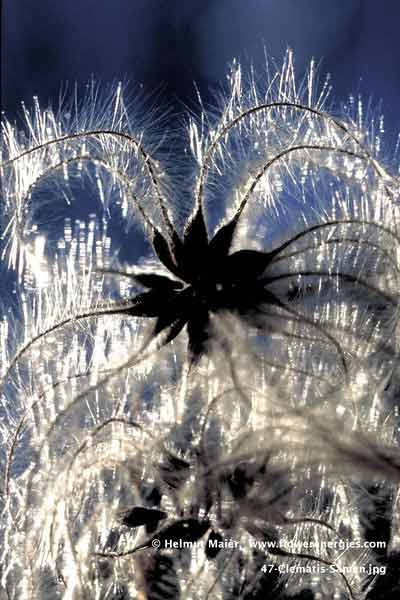 Dunkler Samenkranz mit silbrigen Haaren der Gemeinen Waldrebe
