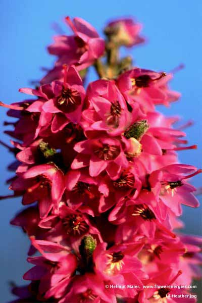 Rote Blüten im Bündel von Heather – Heidekraut