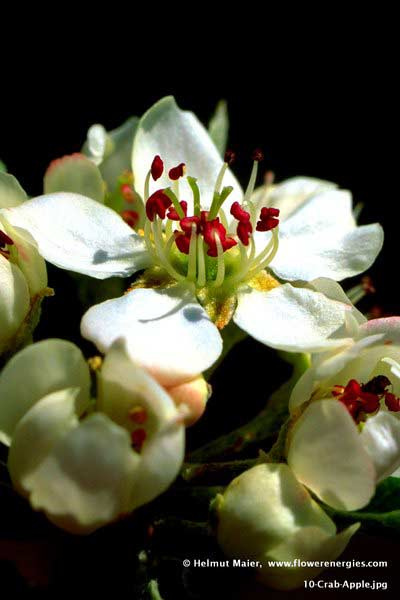 Weiße Blüte mit roten Stempeln von Crab Apple – Holzapfel