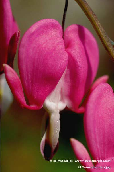 Rotes Tränendes Herz herabhängend mit weißem Rüssel