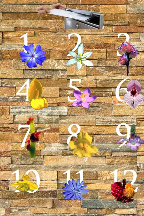 12 Bach-Blüten auf Zahlen 1-12 für Monatsblüten-Jahresbriefabo