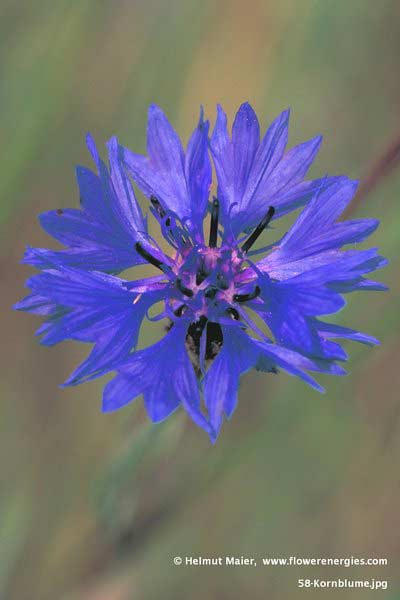 Violett-blaue runde Blüte der Kornblume