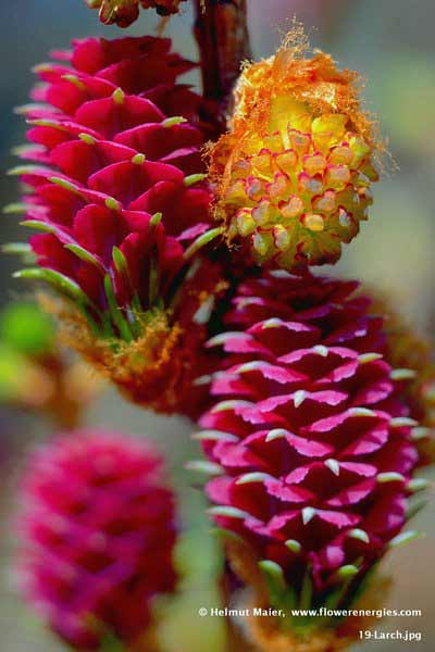 Rote weibliche und goldene männliche Blüten an Ast von Larch – Lärche
