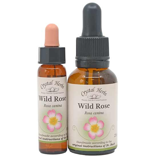 10ml und 25ml Essenzenflaschen der Bachblüte Wild Rose