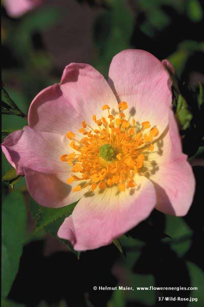 Rosa Blüte mit gelben Stempeln von Wild Rose – Heckenrose