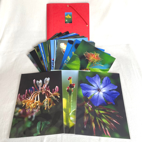 3 Fotos von 20x30cm Bach-Blüten-Fotoset in roter Klappmappe