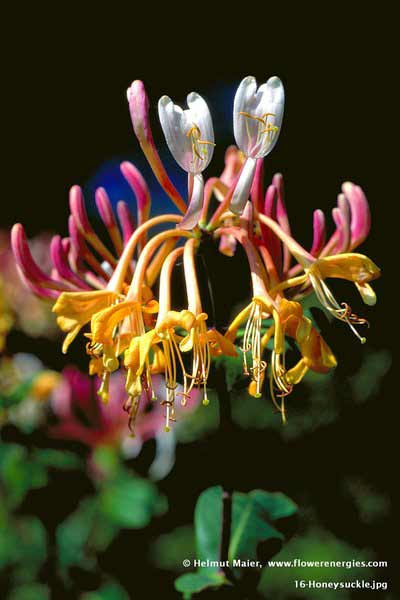 Weiß-gelb-rote Blüten von Honeysuckle – Geißblatt