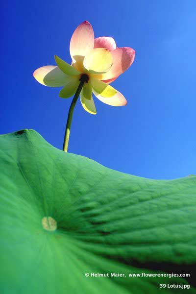 Lotusblüte in den Himmel ragend