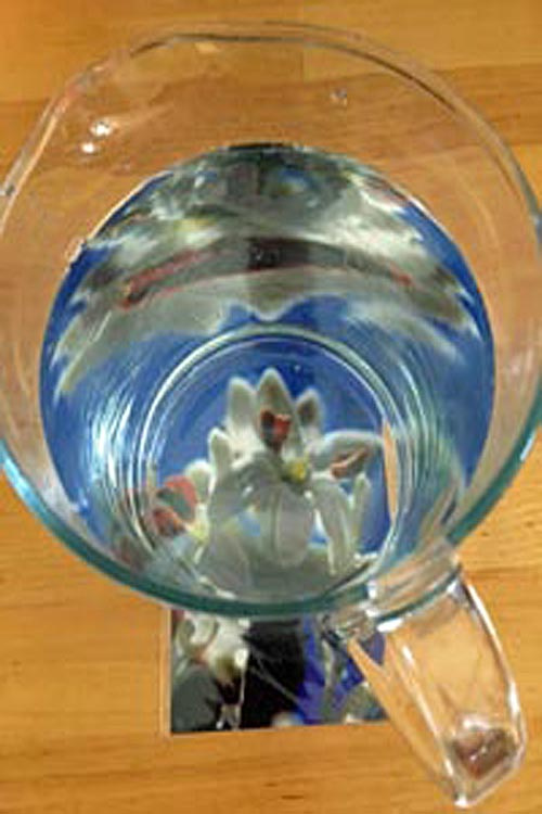 Voller Wasserkrug steht auf Olive-Blütenfoto