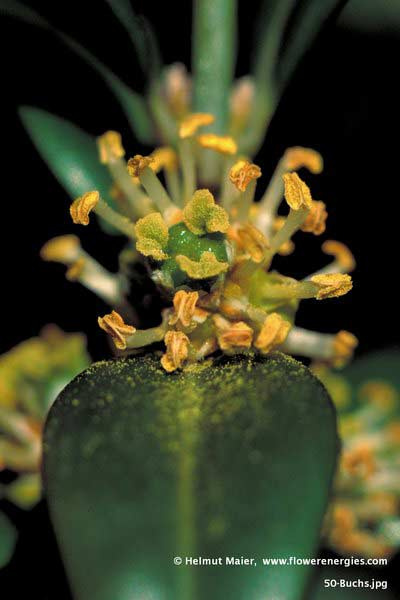 Gelbe Blüten des Buchsbaums