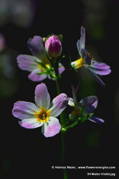 Blaßviolett-weiße Blüten von Water Violet – Sumpfwasserfeder