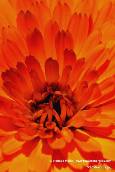 Zentrum rotoranger Blüten der Calendula