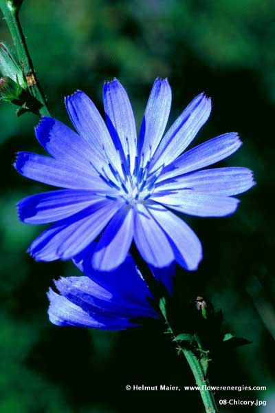 Blaue gefächert offene Blüte von Chicory – Wegwarte