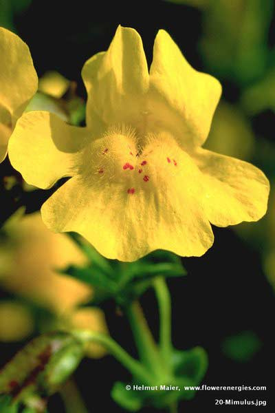Gelbe Blüte mit roten Flecken von Mimulus - Gefleckte Gaubklerblume