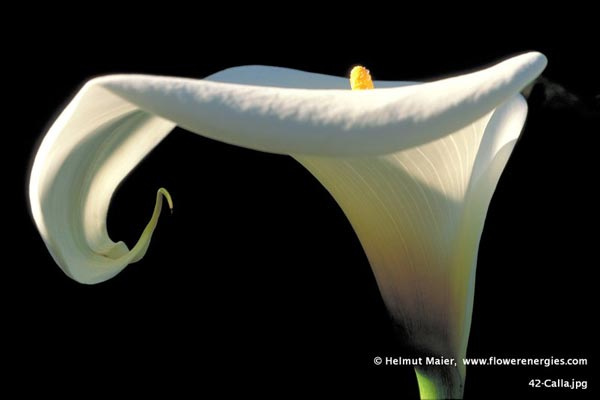 Weiße majestätische Calla-Blüten in Seitenansicht