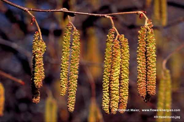 Hängende gelbbraune Blüten der Haselnusss