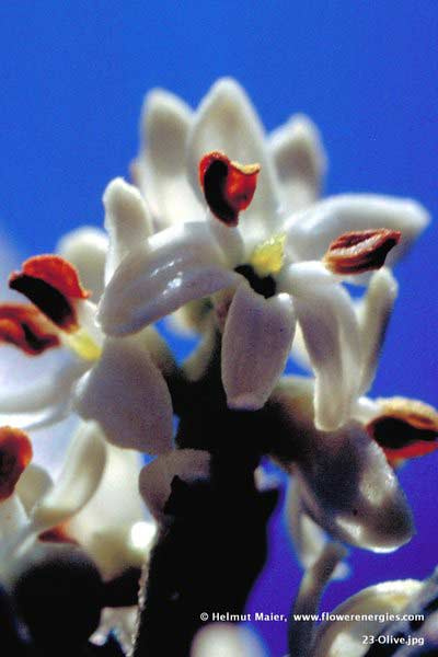 Weiße Blüte von Olive – Olivenbaum