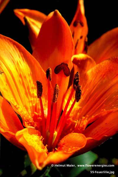Blütenstempel im Zentrum einer rotorangen Feuerlilien-Blüte
