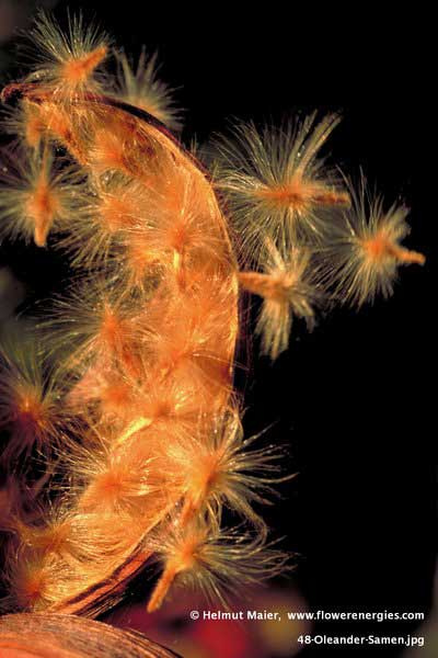 Goldbraune flugbereite Samen des Oleanders