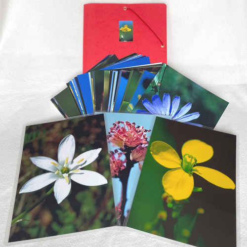 3 von 38 Fotos des laminierten Bachblüten-Fotosets in 20x30cm