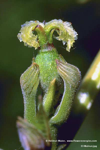 Grüne weibliche Blüte von Walnut – Walnuß