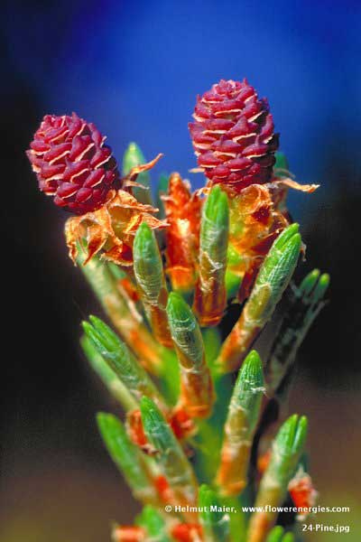 2 braun-rote weibliche Blütenzapfen von Pine - Schottische Kiefer