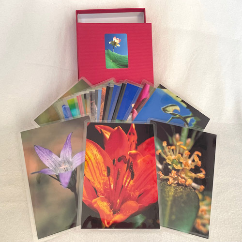 3 laminierte Fotos des 10x15cm Blüten & Samen-Fotosets