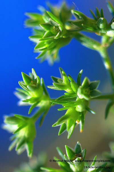 Grüne Blüten von Scleranthus - Einjähriger Knäul