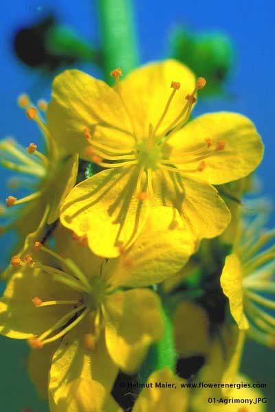 Gelbe Agrimony-Odermennig-Blüte