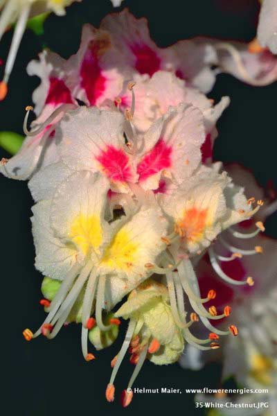 Weiß-gelb-rote Blüte von White Chestnut – Roßkastanie