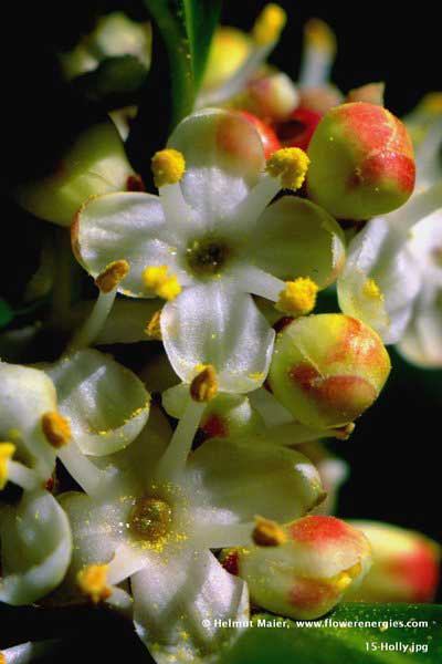 Geschlossene und offene weiße Blüten von Holly – Stechginster