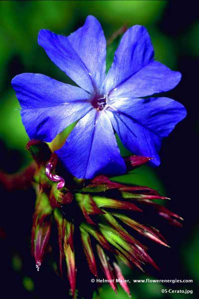 Blaue geöffnete Blüte von Cerato – Bleiwurz