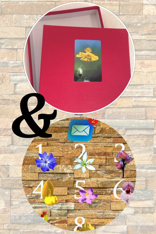 Image symbolique Fleurs de Bach. Série de photos avec les fleurs des 12 mois