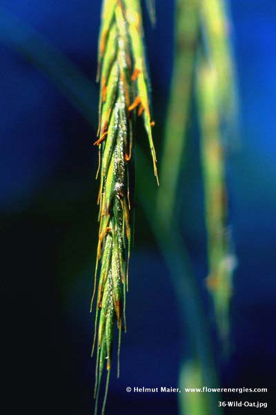 Hängende Blüte von Wild Oat – Waldtrespe