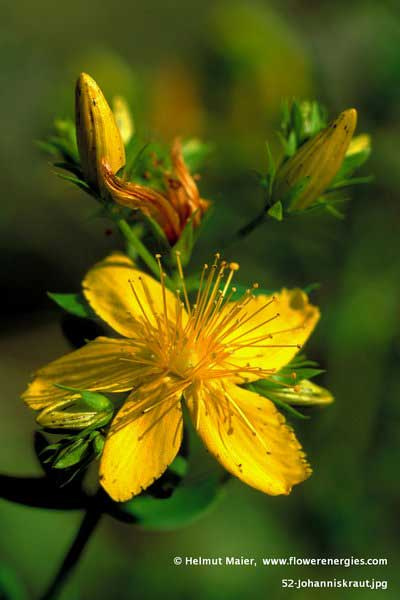 Gelbe geöffnete Blüten von Johanniskraut