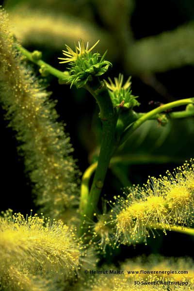 Gelbliche Blüten von Swwet Chestnut – Edelkastanie