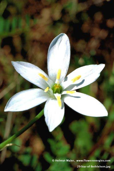 6-blättrige weiße Blüte von Star of Bethlehem - Doldiger Milchstern