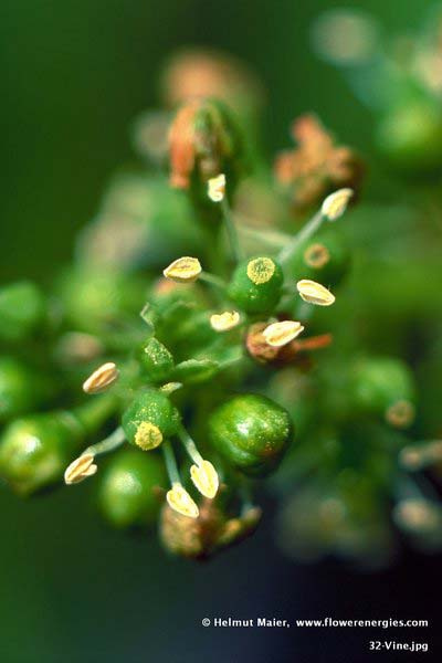 Grüne Blüte mit weißen Stempeln von Vine - Wilder Wein