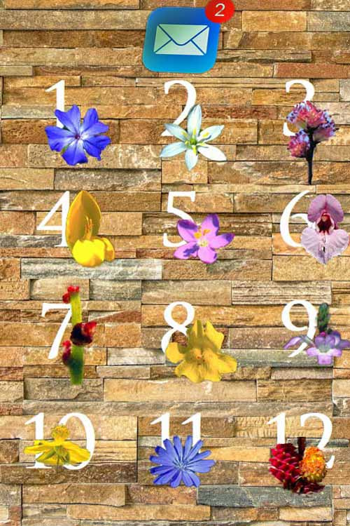 12 Bach-Blüten auf Zahlen 1-12 für Monatsblüten-Jahresabo