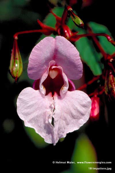 Weiß-rötliche Blüte von Impatiens - Drüsentragendes Springkraut