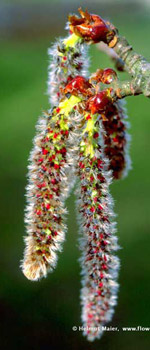 Foto-Ausschnitt der braun-weißlichen Blüte Aspen