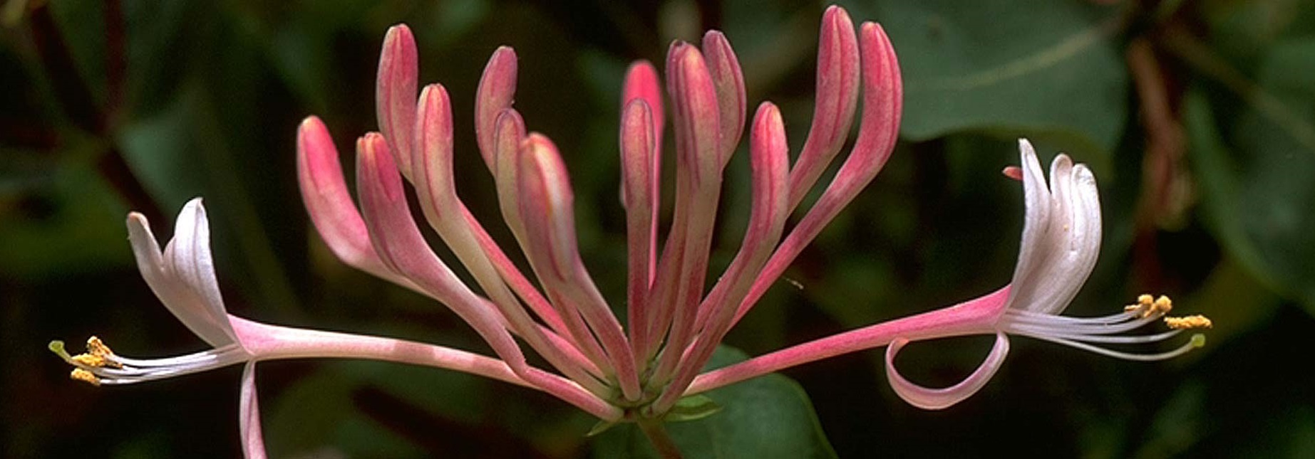 Rotweiße Blüte von Honeysuckle