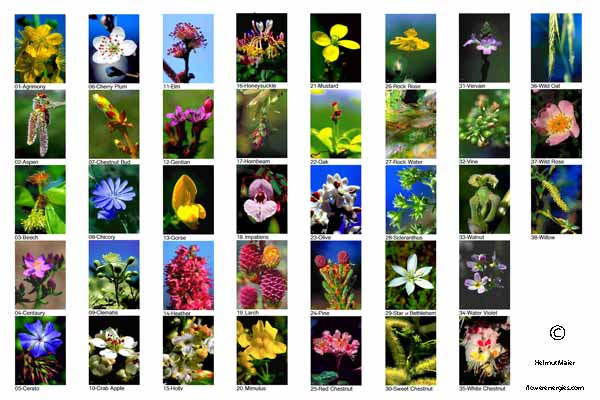 Übersicht mit allen 38 Bachblüten-Fotos auf A4