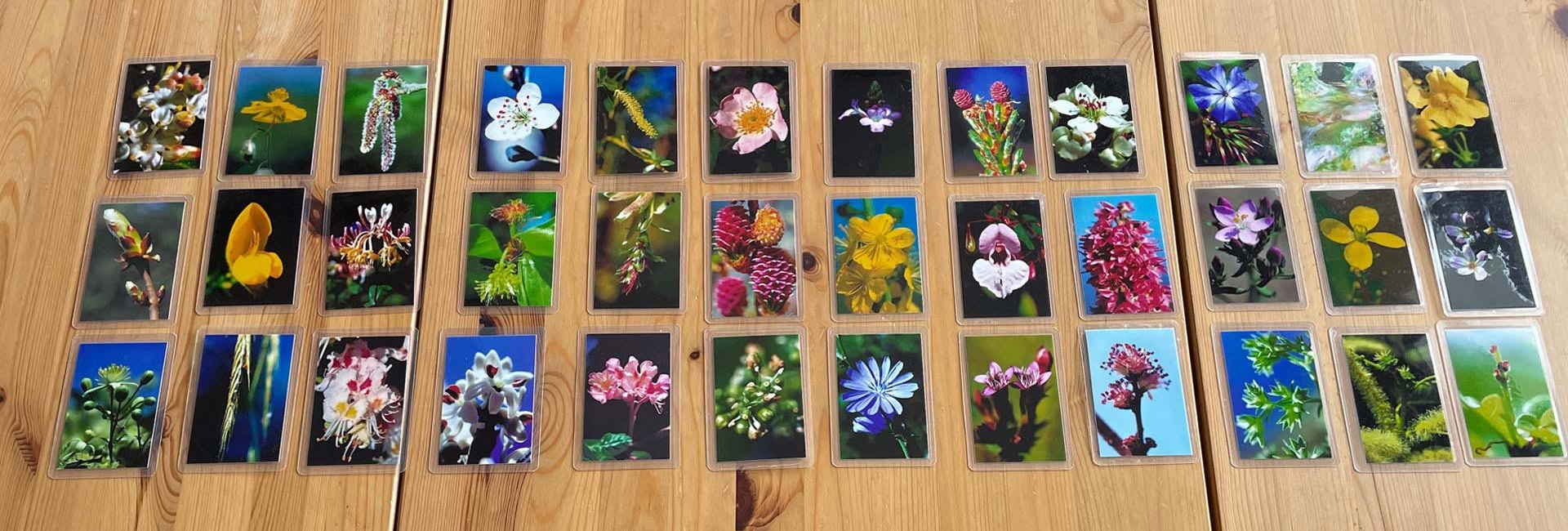 Auf Tisch ausgebreitete Bachbluten-Fotos für intuitive Beratung