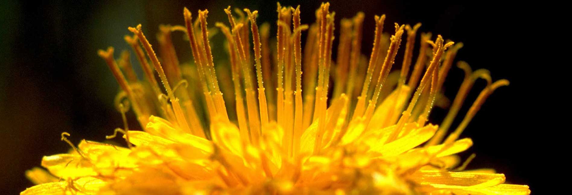 Goldgelbe Blütenstempel der Löwenzahn-Blüte