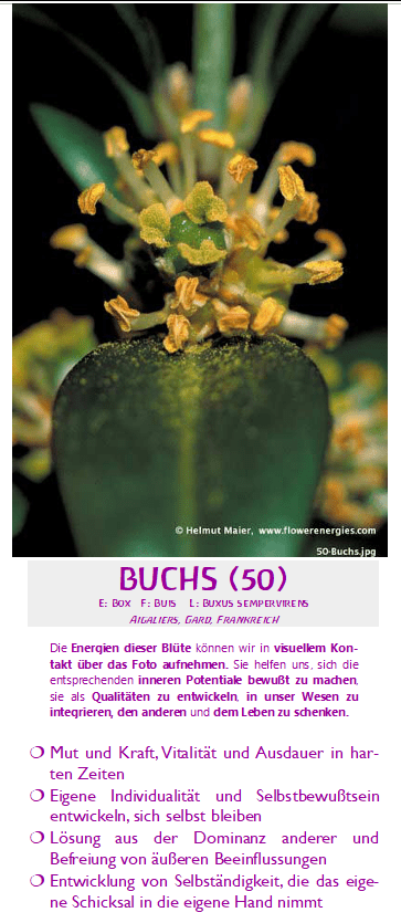 Gelbe Blüte des Buchsbaum mit Wirkungsbeschreibung