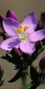 Foto-Ausschnitt der rosaroten Blüten Centaury