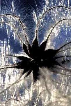 Schwarzer Samenkranz mit silbrigem Flaum von Clematis-Samen