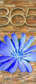 Blaue Blüte von Chicory vor Wand mit Zahl 365